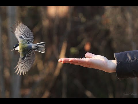 Видео: Курс по наблюдение на птици София 1   лекция 6 Птици на населените места