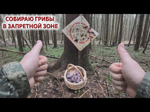Видео: ❗ СОБИРАЮ ГРИБЫ в ЗАПРЕТНОЙ ЗОНЕ!!!👉ЗИМНИЕ ОПЯТА и РЯДОВКА ФИОЛЕТОВАЯ в ПОДМОСКОВЬЕ🌲Ноябрь 2024🍄