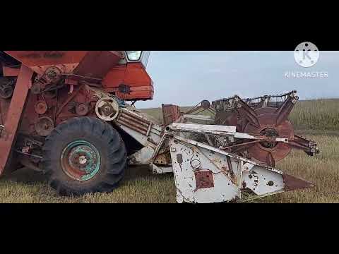 Видео: Жизнь в селе#Казахстан#Уборка пшеницы.День второй.