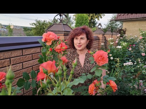 Видео: Запашні та ароматні троянди мого саду: Мадам Анісет, Абрахам Дербі, Голден Селебрейшен, Отелло та ін
