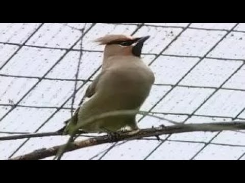 Видео: Отряд воробьинообразные