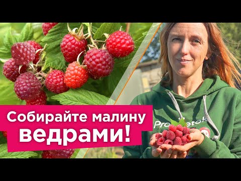 Видео: ЧТОБЫ БЫЛО МНОГО СЛАДКОЙ И КРУПНОЙ МАЛИНЫ БЕЗ ЧЕРВЯКОВ, сделайте это во время цветения и налива ягод