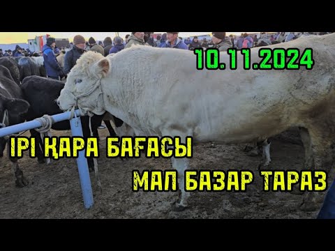 Видео: Мал базар Тараз 10.11.2024 Ірі қара бағасы / СКОТНЫЙ РЫНОК