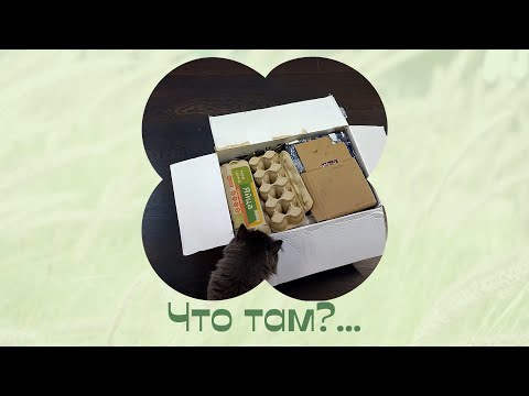 Видео: Новинки цветов из посылки. Домашние растения.