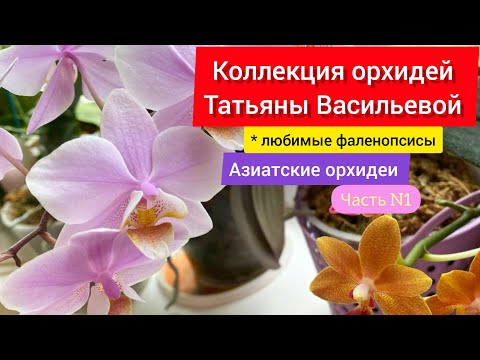 Видео: Азиатские редкие орхидеи в коллекции Татьяны Васильевой. Люблю фаленопсисы ❤️ Дубль/часть N1