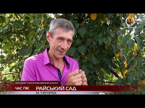 Видео: Тропічні фрукти на власному подвір'ї  вирощує подружжя з Ужгорода