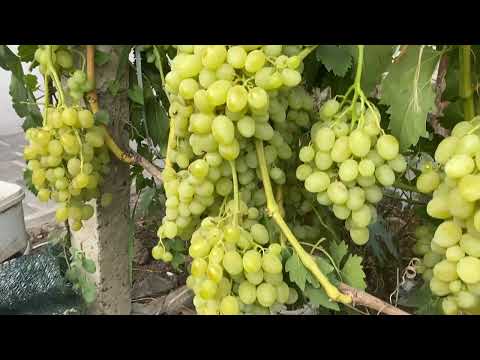 Видео: Ландыш, в этом сезоне чудо на яву, посмотрите обязательно, полный итог глубокой чеканки. И, таки, да