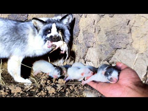 Видео: Я в шоке! Лиса 🦊 внезапно забралась в мой дом и родила много лиссят 🦊. 🦊😮👍🥰😗