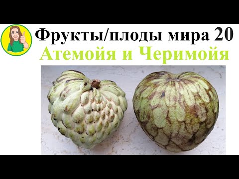 Видео: Фрукты   плоды мира 20 – Атемойя и Черимойя Сыроедение Фрукторианство