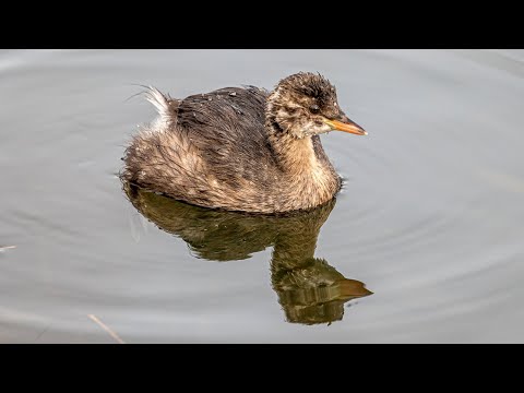 Видео: Малые поганки, осень 2025. Tachybaptus ruficollis. Птицы Беларуси.