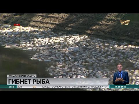 Видео: Около 100 тонн рыбы погибло в Алматинской области