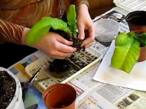 Видео: Стрептокарпусы: пересадка,  проблемы при выращивании. Сайт www.fialki-mk.ru