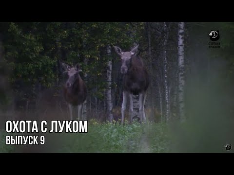 Видео: Охота на лося на реву. Осень. // Охота с луком
