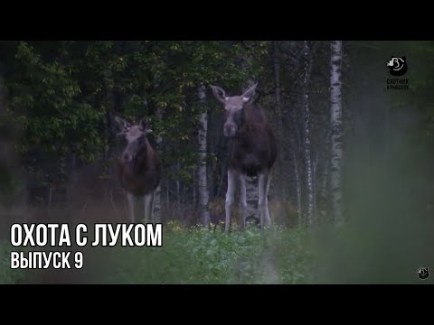 Видео: Охота на лося на реву. Осень. // Охота с луком