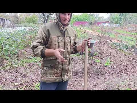 Видео: Пересадка 7-и годовалых кустов голубики! 