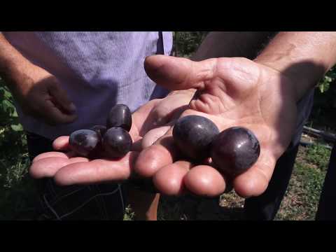Видео: В гостях у В.М.Калугина 2019