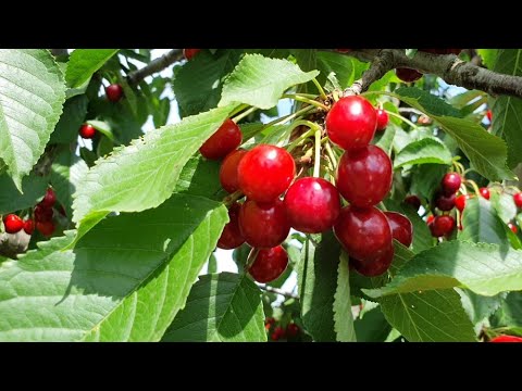 Видео: Черешня ИПУТЬ 2020 ч.1