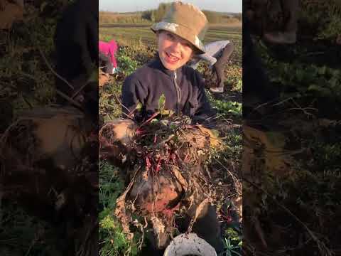 Видео: Збір моркви та столового буряка. Як в нас вродила морква та буряк .