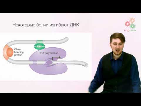 Видео: Регуляция работы генов. Регуляция транскрипции у прокариот. Часть 1 (без музыки)