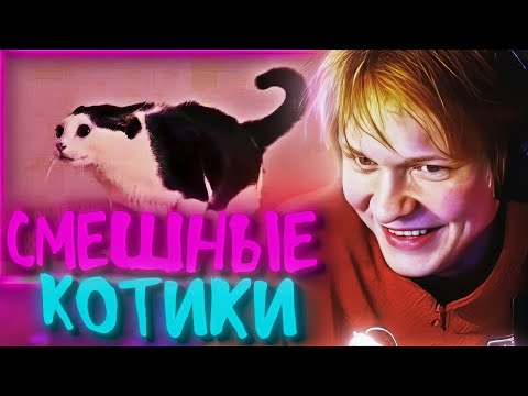 Видео: ДИПИНС СМЕЁТСЯ С КОТИКОВ🐈| Путаница в кошачьей голове