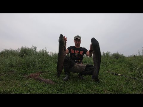 Видео: ЛОВЛЯ ТРОФЕЙНОГО  ЗМЕЕГОЛОВА НА ЛЯГУШКУ. В АВГУСТЕ 2020 года.