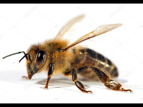 Видео: 10.02.2024 Готовимся к борьбе с клещём