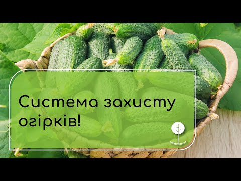 Видео: Система захисту огірків: бур'яни, шкідники, хвороби.