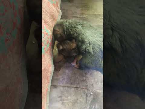 Видео: Айрон и Арес 1мес.и 2 дня,гуляем, играем