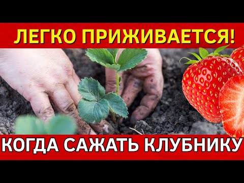 Видео: В СЕНТЯБРЕ 2025 - когда сажать клубнику ПО ЛУННОМУ КАЛЕНДАРЮ, чтобы она дала большой урожай