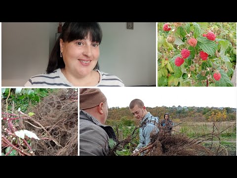 Видео: Відправляємо супер-класні саджанці малини замовникам...