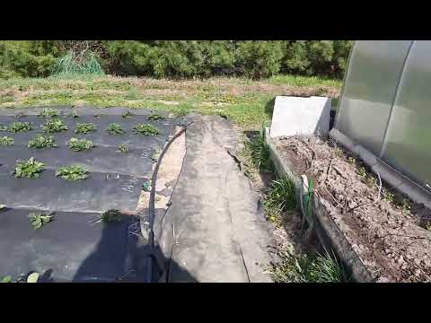 Видео: Советую топ сортов для дачников Приморского края