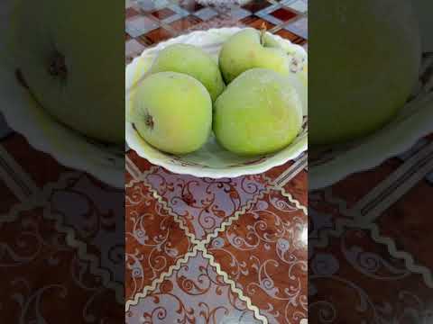 Видео: Пыцымы шыцыы.