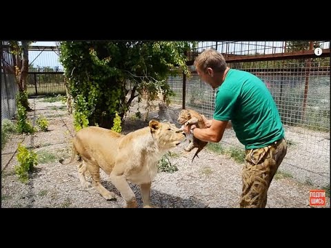 Видео: УРА !!! Львица Мама Чоли родила !!!   The lioness Mother choli gave birth !!