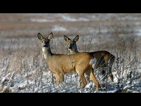 Видео: Загонная охота на косулю,закрытия путевки!очень много зверя