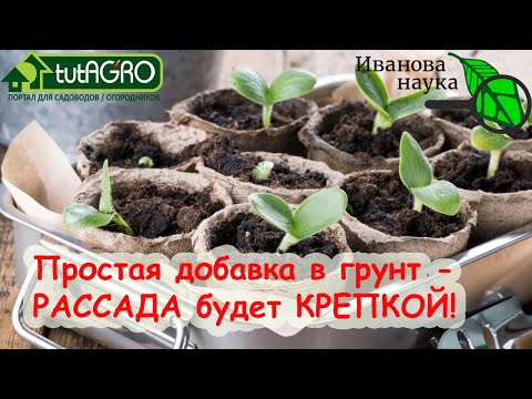 Видео: Простейший КОПЕЕЧНЫЙ способ получить очень качественную рассаду. Просто добавьте это в грунт.