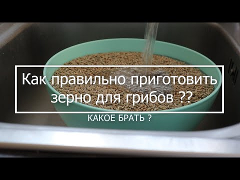 Видео: Как правильно приготовить зерно для грибов ? Какое брать ?