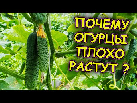 Видео: Вот почему огурцы растут плохо! Семь причин плохого урожая огурцов. Как выращивать огурцы.