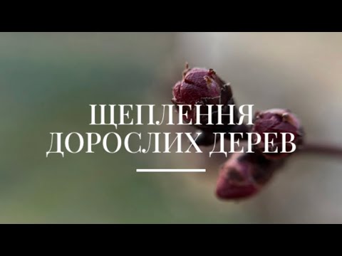 Видео: Щеплення дорослих дерев