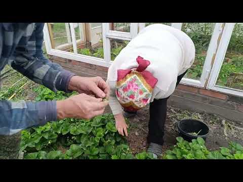 Видео: Папа нашёл драгоценность.Обрываем цвет Виктории.Всходы картошки замерзли.Домик для бройлеров готов.