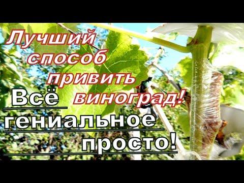 Видео: ЛУЧШАЯ Прививка ВИНОГРАДА!Физиология прививки и техника её исполнения!BEST GRAPE graft!