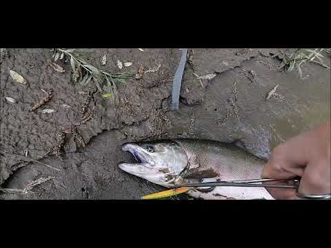 Видео: Рыбалка в удовольствие! Сима в верховьях реки  2024 июнь