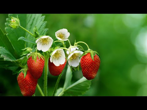 Видео: КАК УХАЖИВАТЬ ЗА #КЛУБНИКОЙ, она же #земляникасадоваякрупноплодная, И ПОДГОТАВЛИВАТЬ ЕЕ К ЗИМЕ.