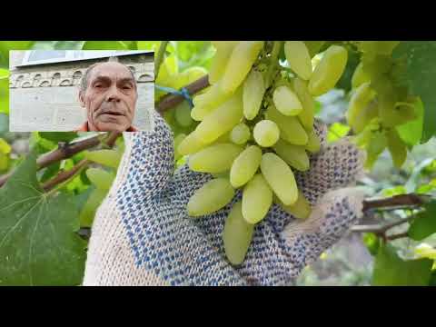 Видео: Гибридная форма Цунами. Голд Фингер.