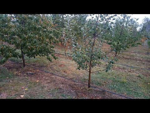 Видео: Осіннє підживлення плодових дерев  ( фосфор + калій )