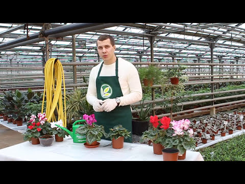 Видео: Цикламен – тонкости выращивания