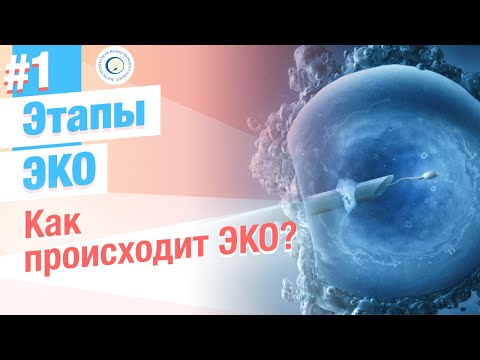 Видео: ⭐ Как происходит ЭКО? Этапы процедуры ЭКО и ИКСИ