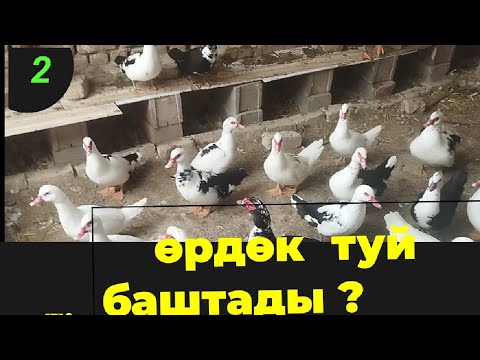 Видео: Өрдөк качан тууйт? Ватсап 0708040180