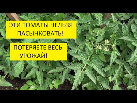 Видео: Пасынкование томатов в открытом грунте. 6 самых популярных способов формировки томатов.