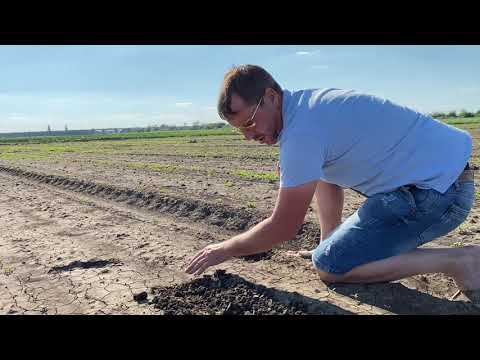 Видео: Высокая температура и крестоцветная Блошка на всходах свеклы 1.07.2020