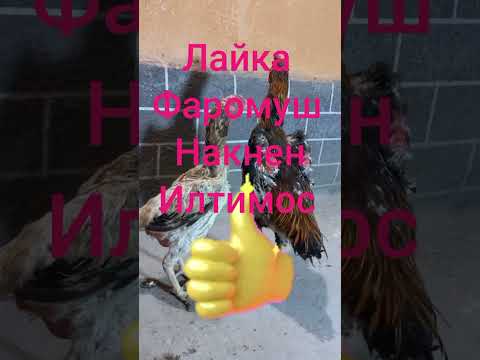 Видео: Срочно дакани фуруши н.А.Чоми 